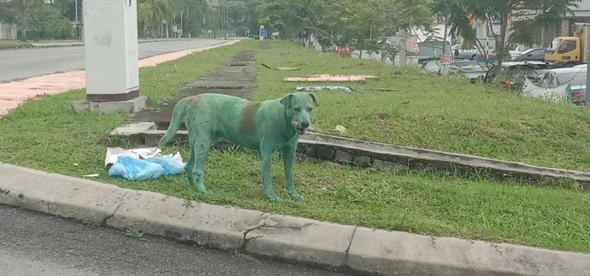 [FOTOS] El "perro verde", el caso de maltrato animal que conmociona las redes sociales