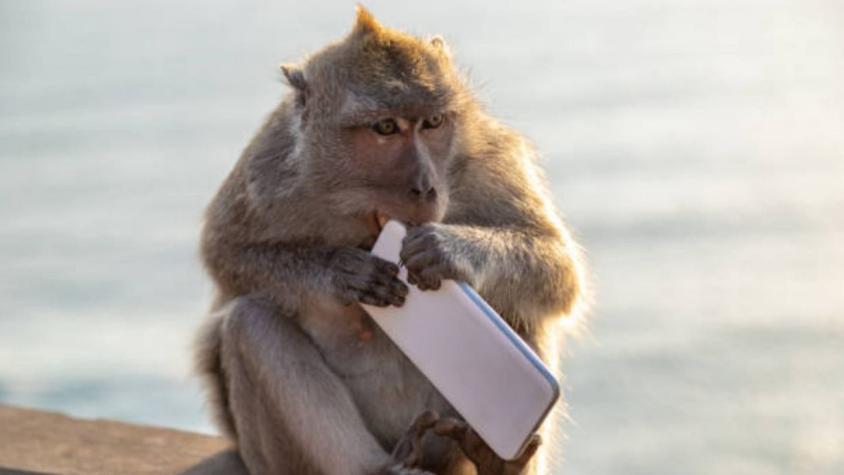 [VIDEO] Mono robó el celular de su cuidadora y compró comida por Internet