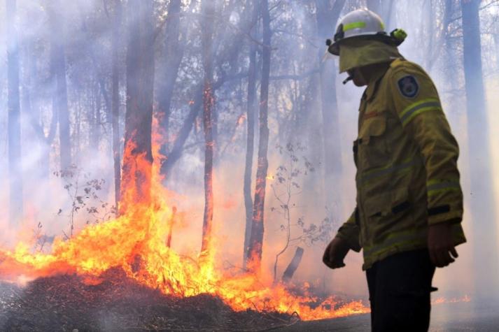 Registro de koala quemado evidencia la devastación de los incendios forestales en Australia