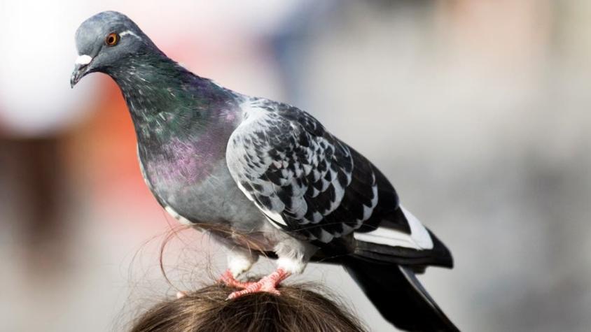 La inesperada razón por la que las palomas tienen los dedos mutilados