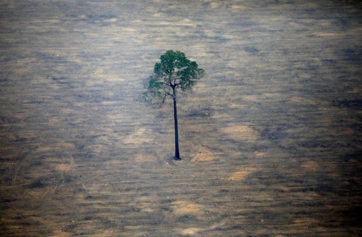 La deforestación del Amazonas de Brasil bate récord desde 2008