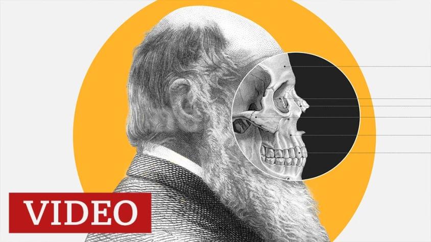 Qué es la teoría de la evolución de Darwin y qué inspiró sus revolucionarias ideas
