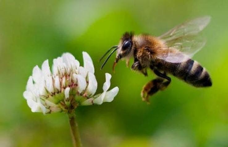 Europa: alerta por posible desaparición de las abejas en 5 años