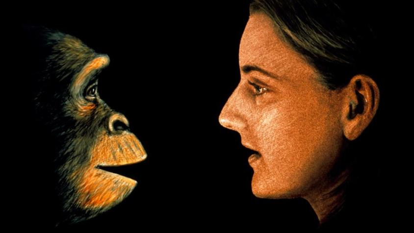 Teoría de la evolución de Darwin: por qué es incorrecto decir que "descendemos de los monos"