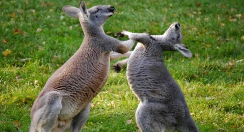 [VIDEO] Dos canguros se pelearon a patadas frente a visitantes de zoológico