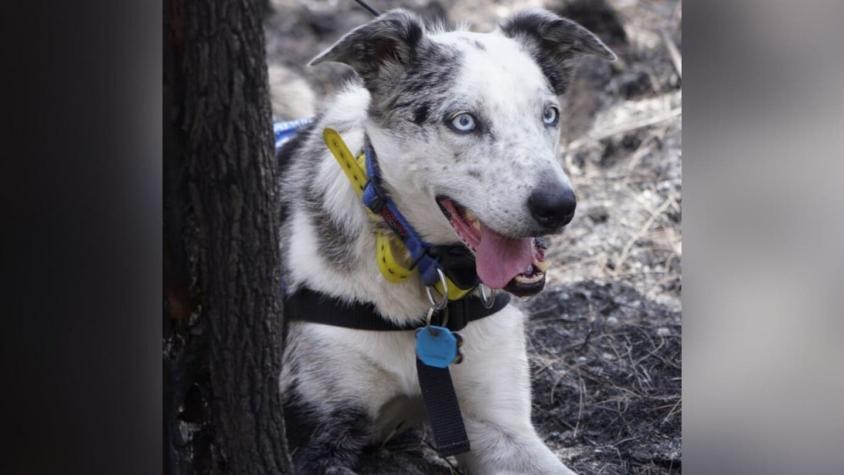 La historia de "Oso", el perro que rescata koalas heridos en los incendios forestales de Australia