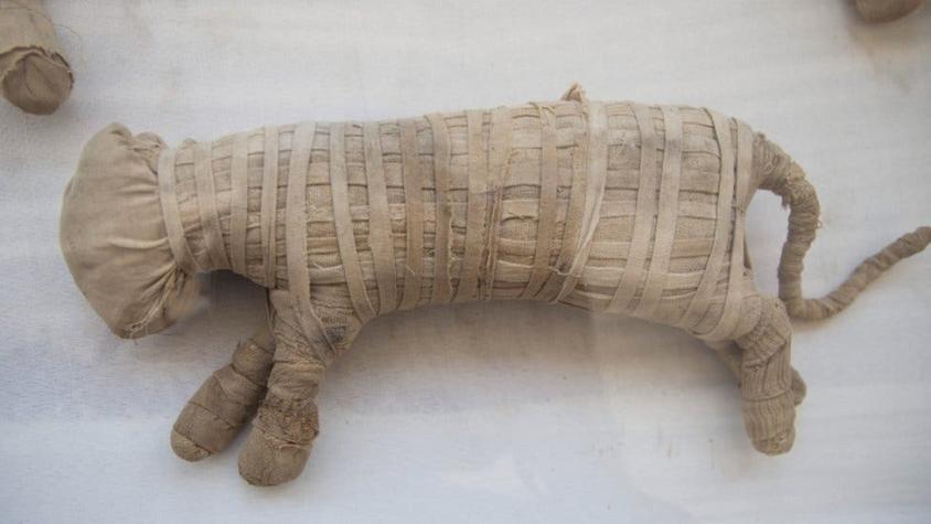 Las raras momias de animales que Egipto exhibe por primera vez