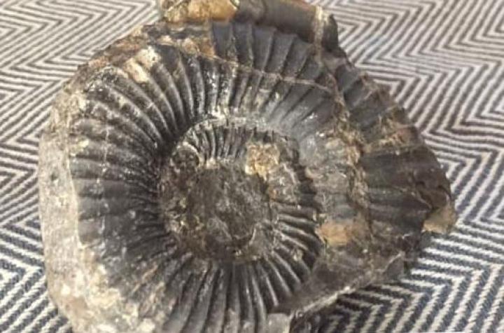 Joven encontró fósil entre piedras lanzadas a Carabineros en Coyhaique