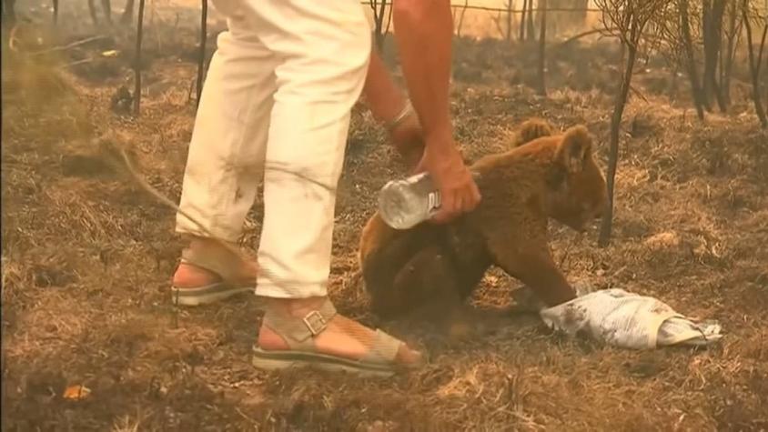 [VIDEO] Murió "Lewis", el koala rescatado de un incendio en Australia