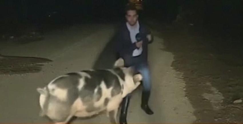 Reportero fue atacado por un cerdo en pleno despacho en directo