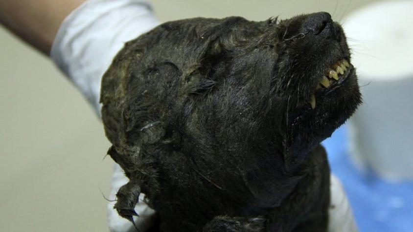 El perro o lobo congelado de 18.000 años hallado en Siberia que desconcierta a los científicos