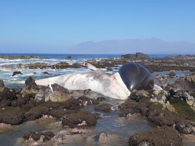 Ballena es encontrada muerta en la costa de Antofagasta