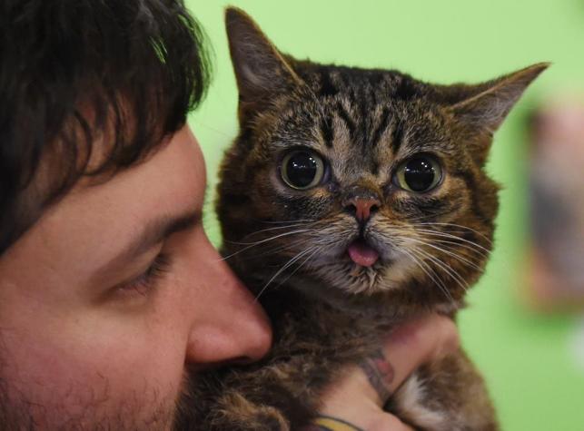Internet llora la muerte de un nuevo gato famoso de redes sociales