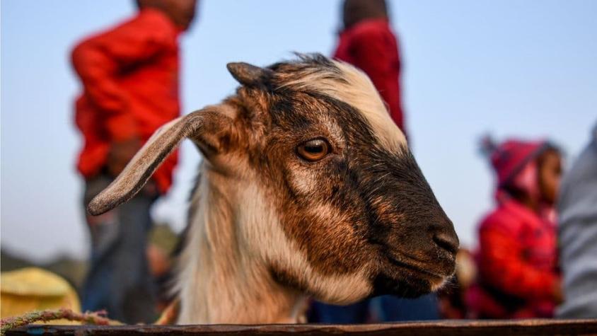 Qué celebran en el Festival Gadhimai, donde se realiza el polémico mayor sacrificio de animales