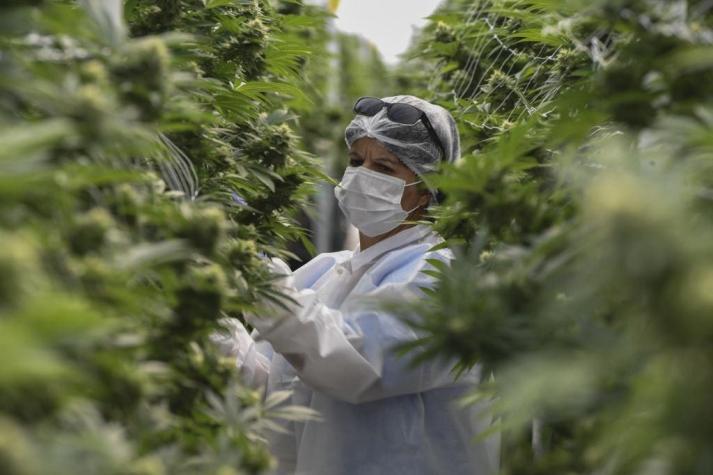 Brasil aprueba venta de productos medicinales a base de cannabis