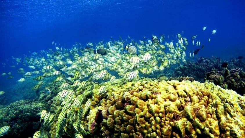Cómo unos científicos lograron "resucitar" arrecifes de coral moribundos usando altavoces