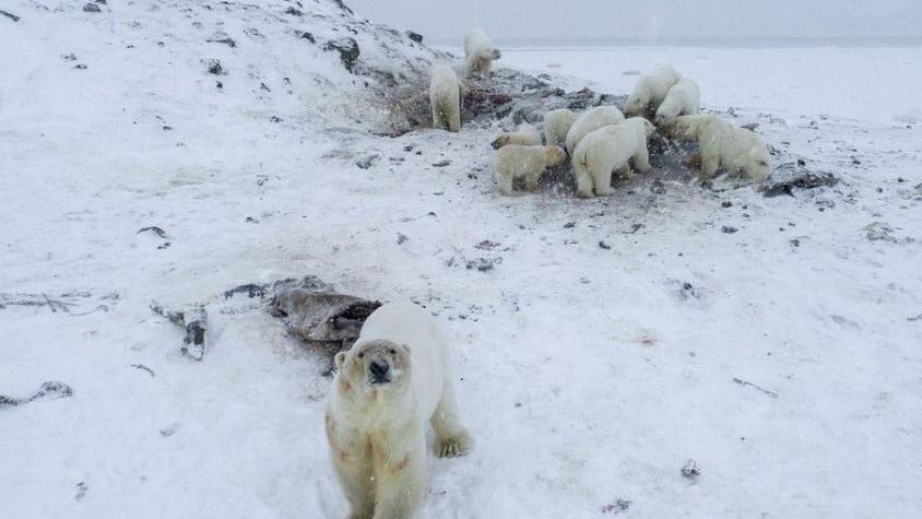 Manada de más de 50 osos polares flacos y hambrientos puso en alerta a una aldea de Rusia