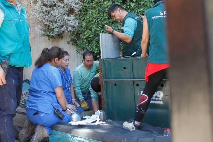 Puma rescatado de un árbol en Lo Barnechea en enero aparece muerto en Til Til