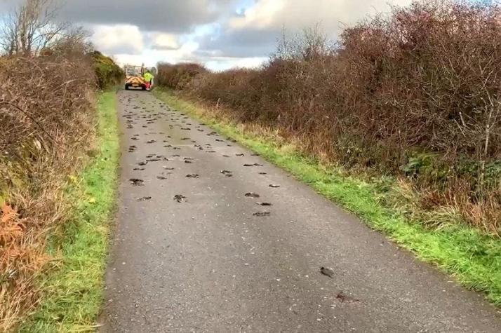 [VIDEO] El misterio de los cientos de pájaros muertos en una carretera de Gales