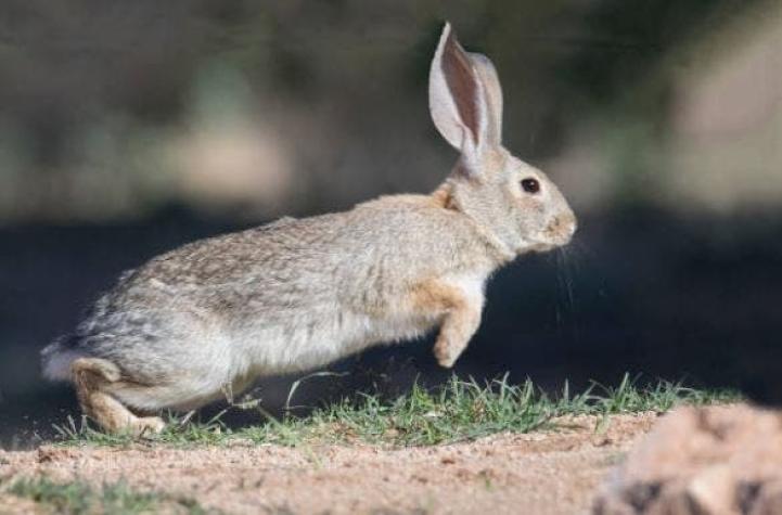 Declaran al conejo como animal en peligro de extinción en Europa