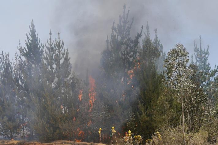 Región del Maule: Alerta Amarilla en comuna de San Javier por incendio forestal