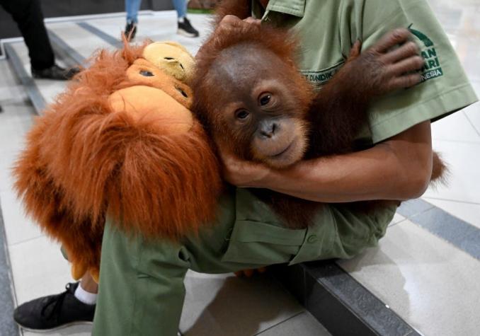 Bebé orangután hallado en una maleta para contrabando será devuelto a la naturaleza