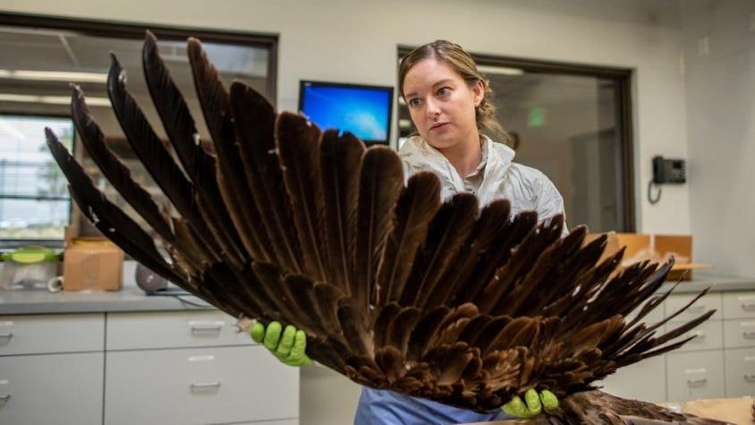 El curioso lugar en EE.UU. donde las águilas muertas se convierten en objetos religiosos