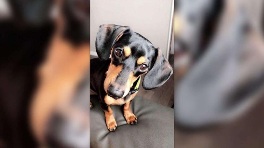 Mujer denuncia a veterinario que le dio la eutanasia por error a su perro tras llamar a otra familia