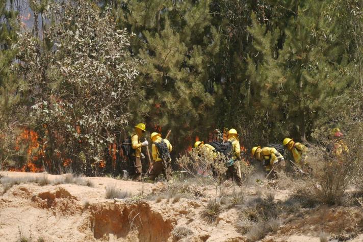 Alerta Roja en comuna de Peralillo por incendio forestal que afecta viviendas y suministro eléctrico