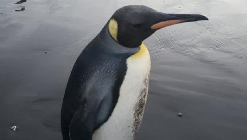 A más de 3 mil kilómetros de su hábitat: Pingüino Rey apareció en playa de Concón