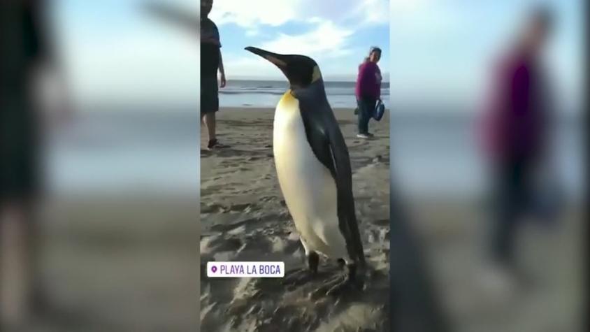 [VIDEO] Sorpresiva presencia de un Pingüino Rey en playa de Concón