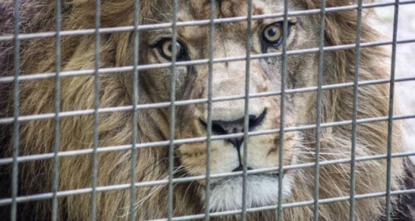 ONG logra conseguir más de $503 millones para comprar zoológico y liberar animales