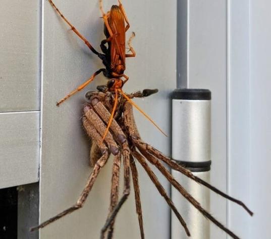 [FOTOS] Aterradora avispa gigante caza una tarántula y se la lleva para alimentar a sus crías