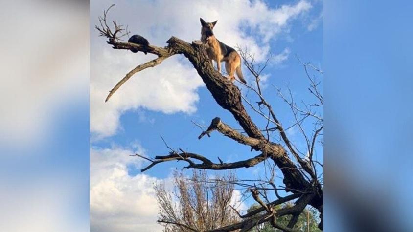 [FOTOS] Perro y gato terminaron subiendo un árbol durante persecución... bomberos debió rescatarlos