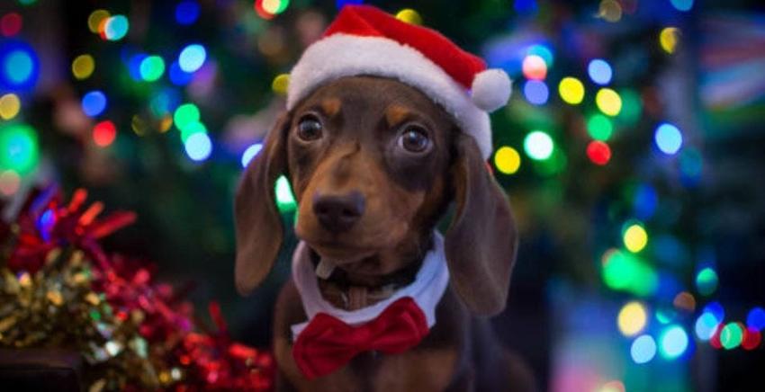 [FOTOS] Hombre logra que sus 17 perros salchicha posen para tomar la foto perfecta de Navidad