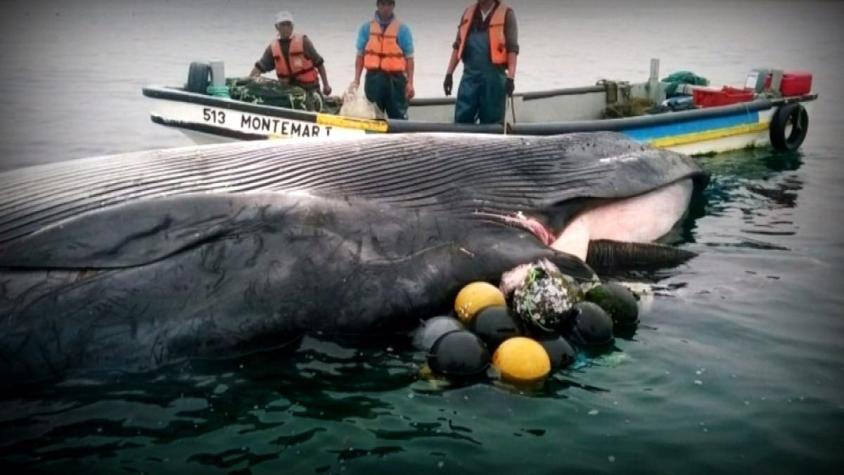 [VIDEO] Encuentran ballena muerta en las costas de Iquique
