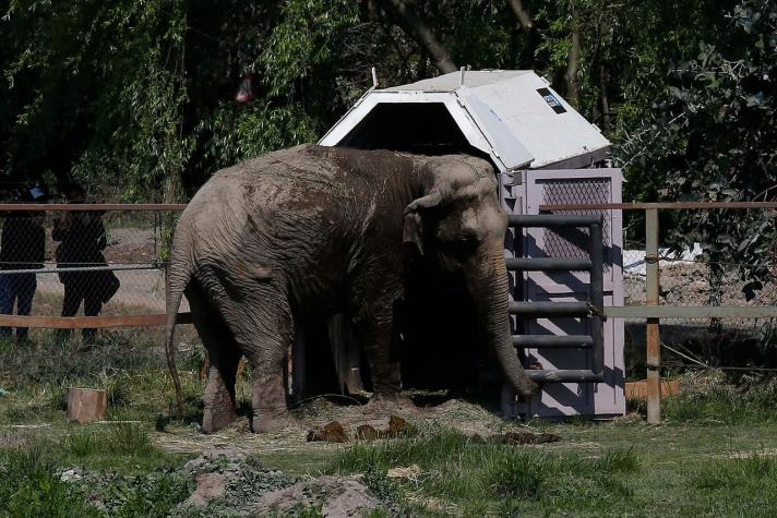 Muere en Brasil la elefante "Ramba" que fue maltrada por años en circos chilenos