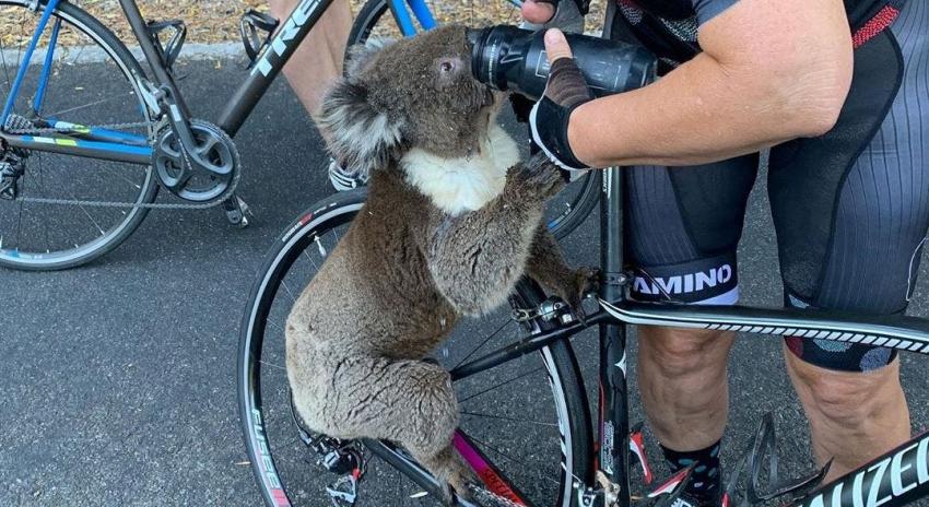 [VIDEO] El desgarrador momento en que un koala acepta agua de unos ciclistas en Australia
