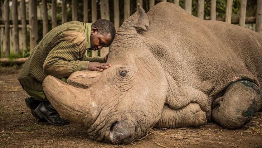 NatGeo escoge la muerte del último rinoceronte blanco macho del mundo como mejor foto de la década