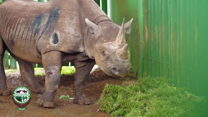 Muere Fausta, la rinoceronte negro más viejo del mundo, a los 57 años