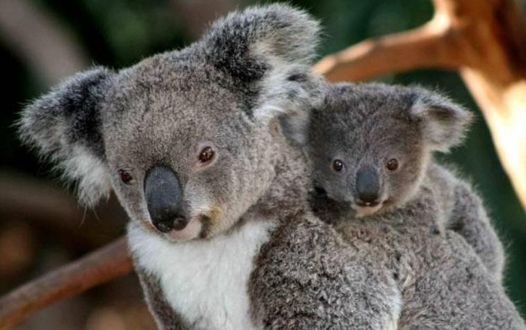 Gobierno australiano no descarta que un 30% de koalas de una región haya muerto en incendios