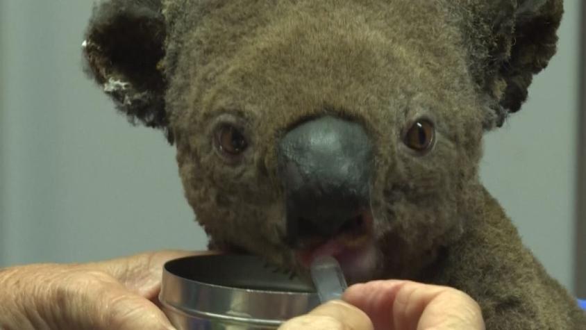 [VIDEO] Koalas en riesgo por incendios en Australia