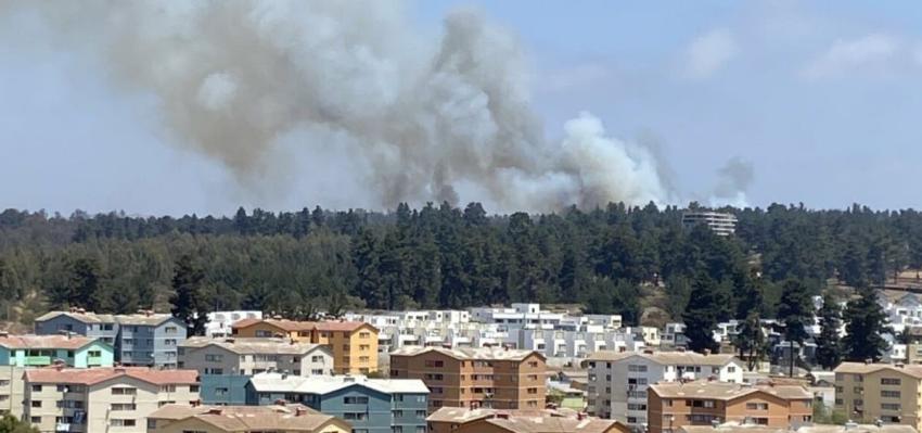Incendio forestal afecta al sector Bosques de Montemar en Concón en la región de Valparaíso