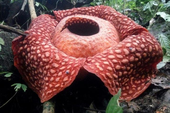 Hallan en Indonesia la flor "más grande" del mundo: mide 111 centímetros de diámetro