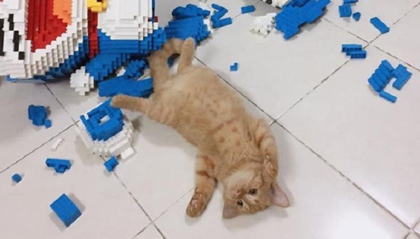[FOTOS] Gato destruye escultura en Lego de 2.400 piezas y se hace viral