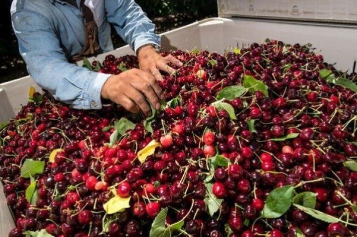 La uva perdió el reinado: Cereza se corona como la fruta más exportada de Chile