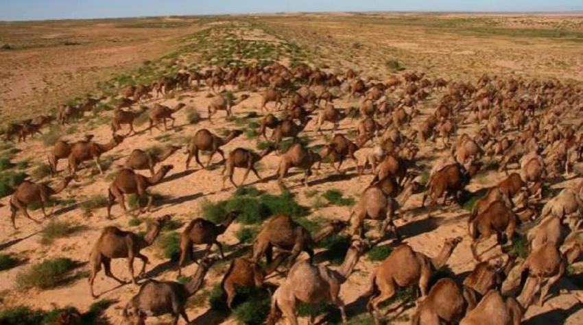Más de 10 mil camellos serán sacrificados "porque beben mucha agua"