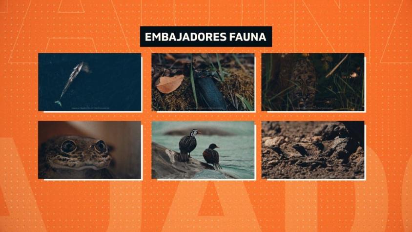 [VIDEO] Concurso busca al ''embajador'' de la fauna chilena