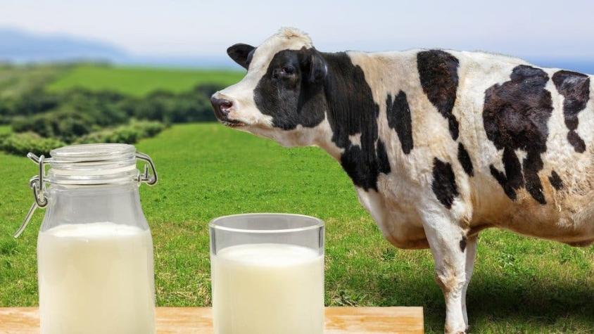 ¿Realmente son más saludables las "leches vegetales" que la leche de vaca?