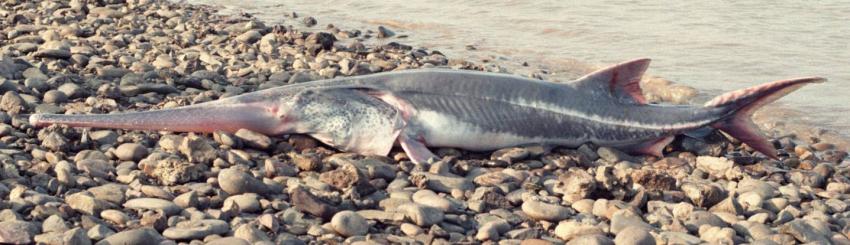 La primera especie extinguida de 2020: un pez de hasta siete metros de largo